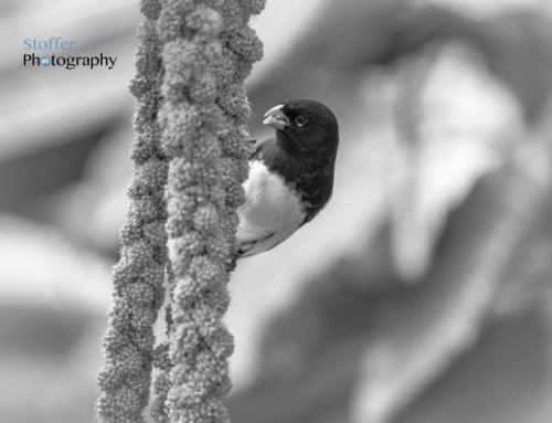 Bird Eating