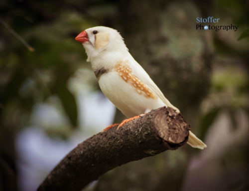 Bird Relaxing