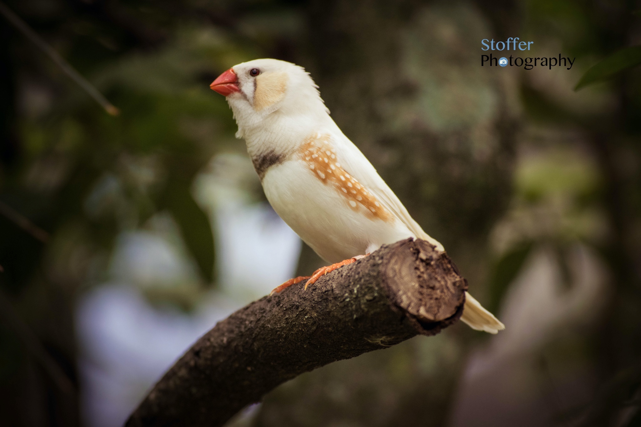 Bird Relaxing