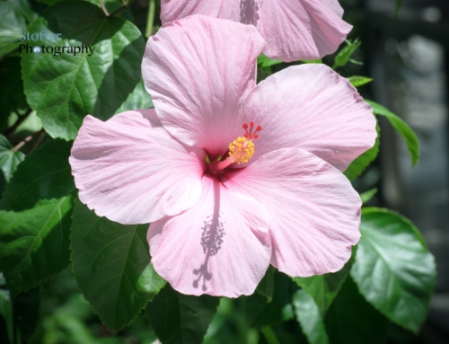 Pink Flower