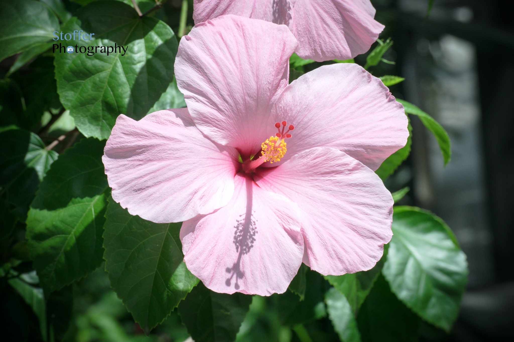 Pink Flower
