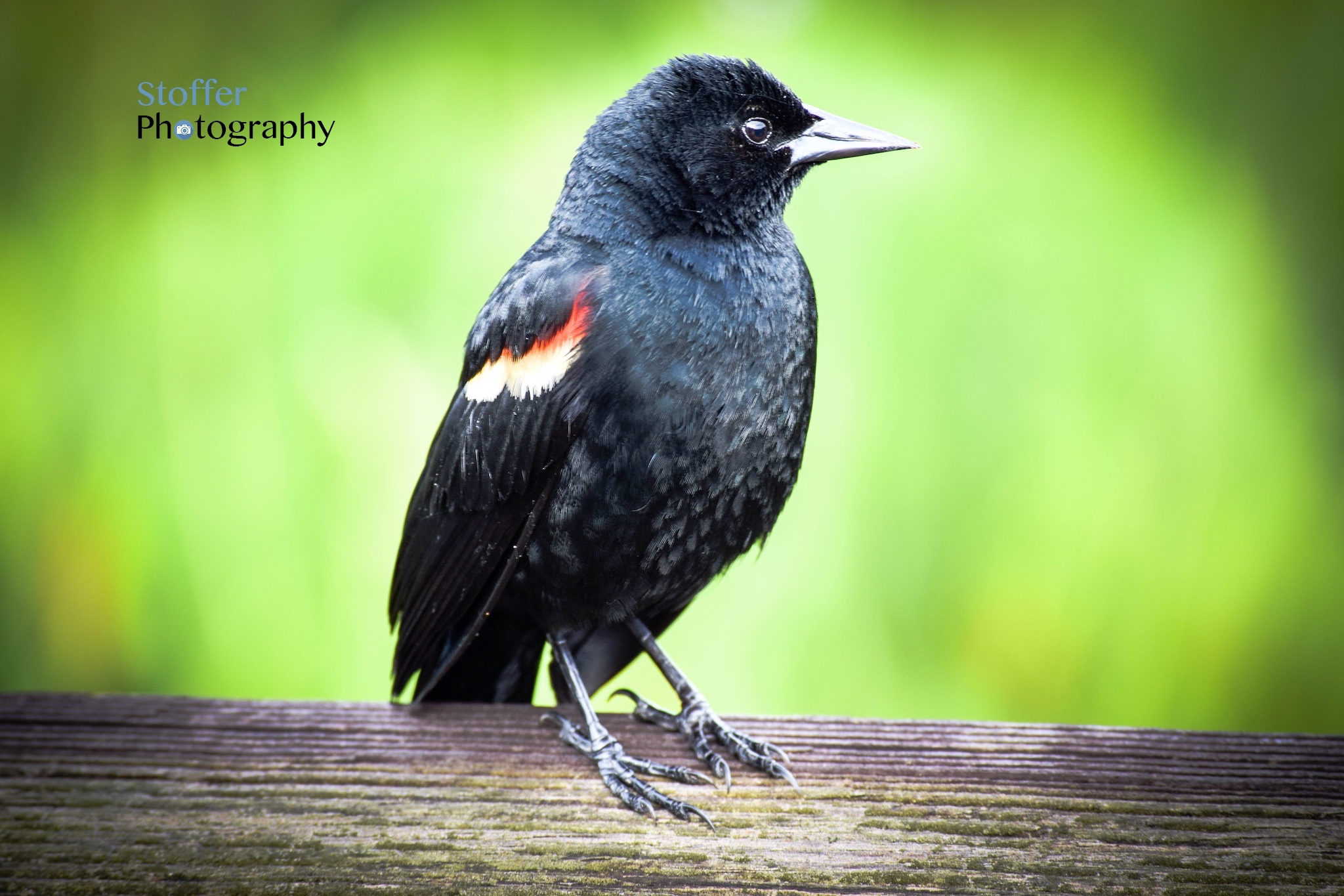 Black Bird