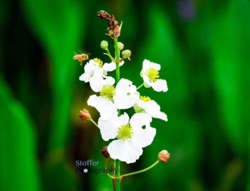 Bee on a Flower